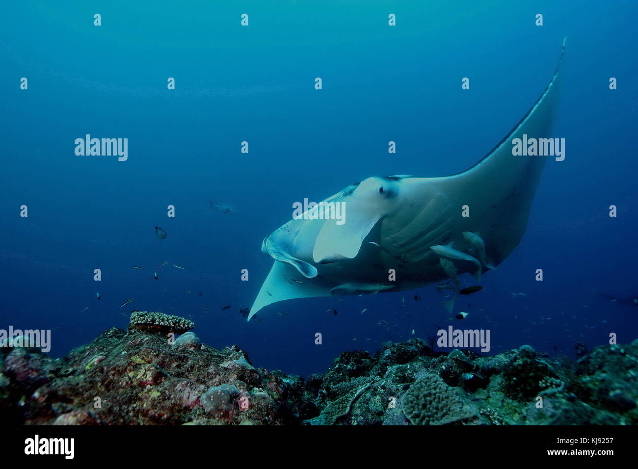 Manta Ray Tauchen Unterwasser Galapagos Inseln im Pazifischen Ozean Stockfoto