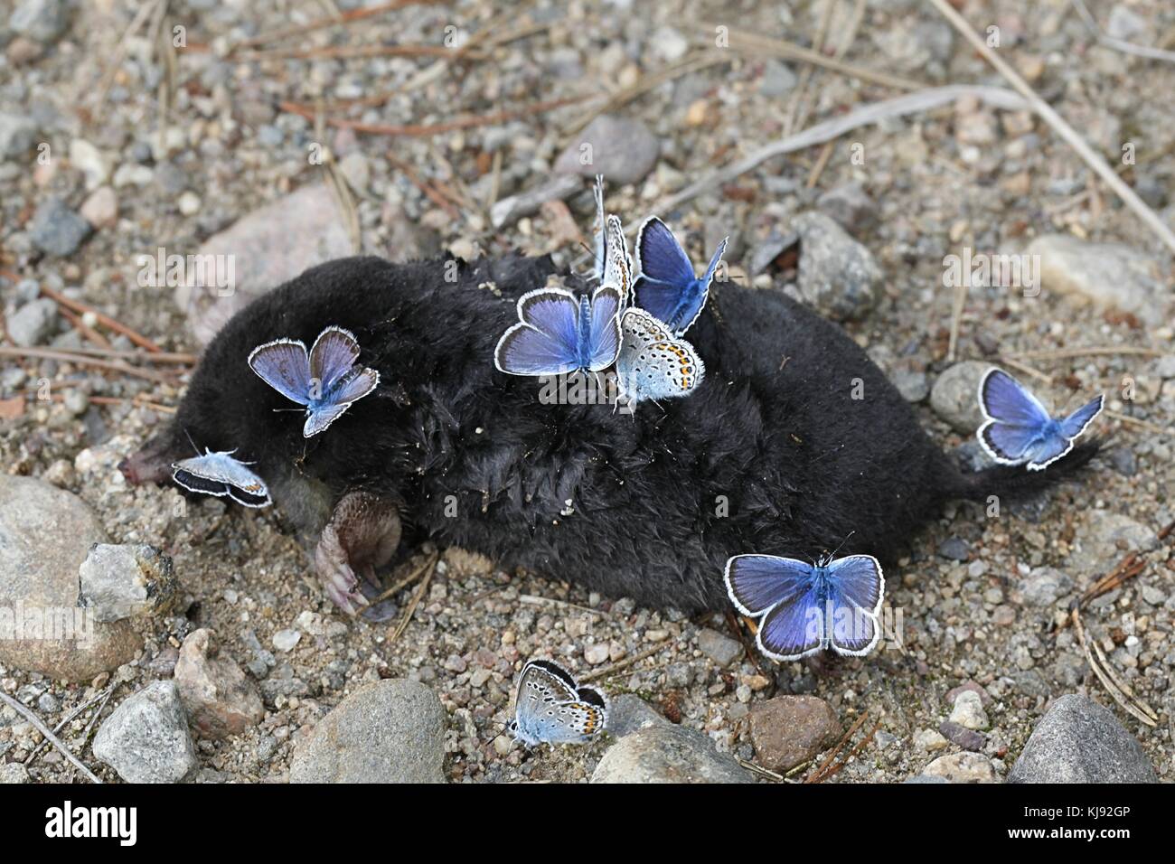 Silber - verzierte blaue Schmetterlinge, Plebejus argus, auf der Suche nach Salzen und Mineralien auf einem Kadaver eines toten Maulwurfs. Stockfoto