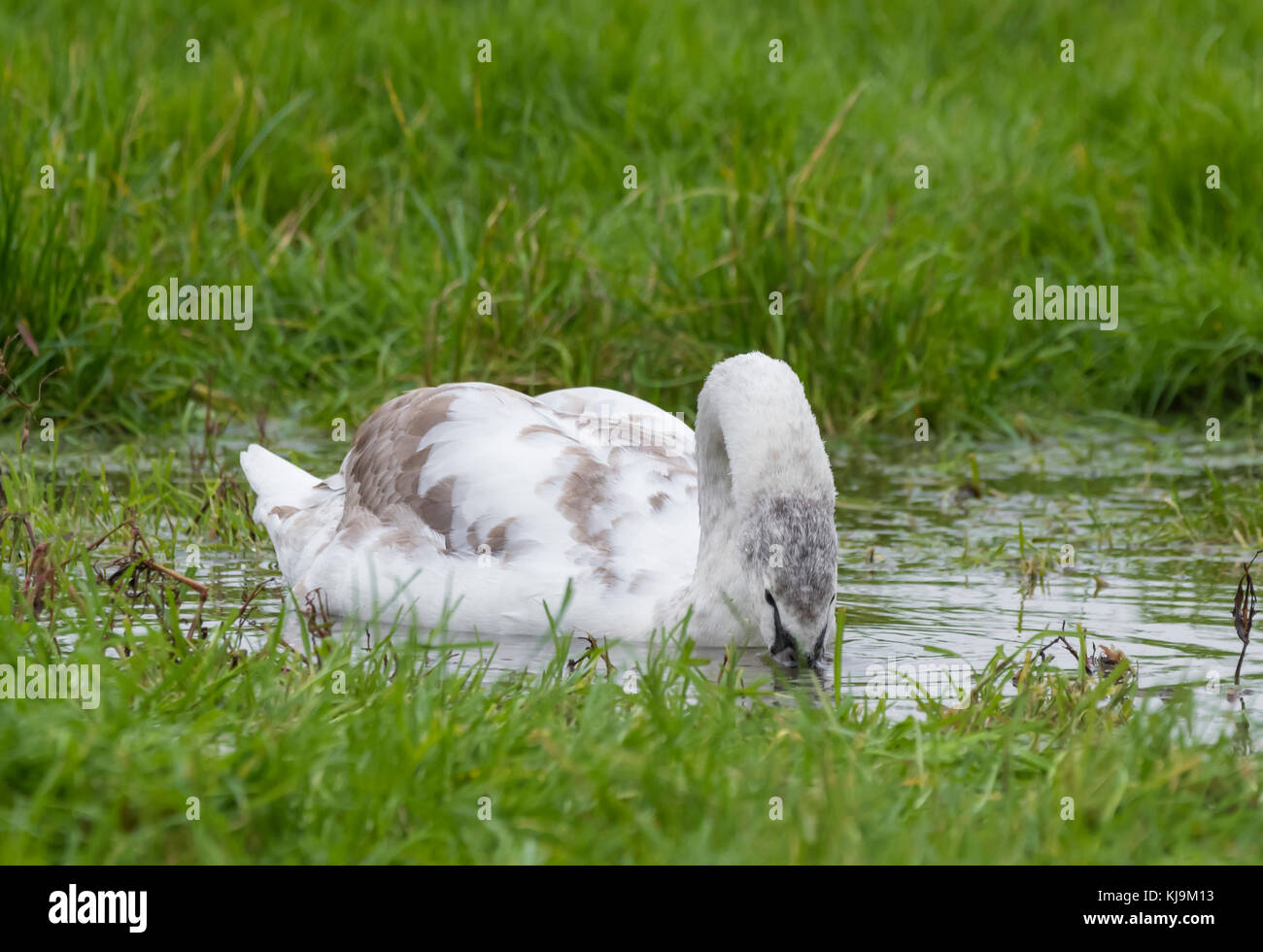 Swan Cygnet (Cygnus olor) schwimmen im Wasser in einem überschwemmten Feld im Herbst in West Sussex, England, UK. Stockfoto