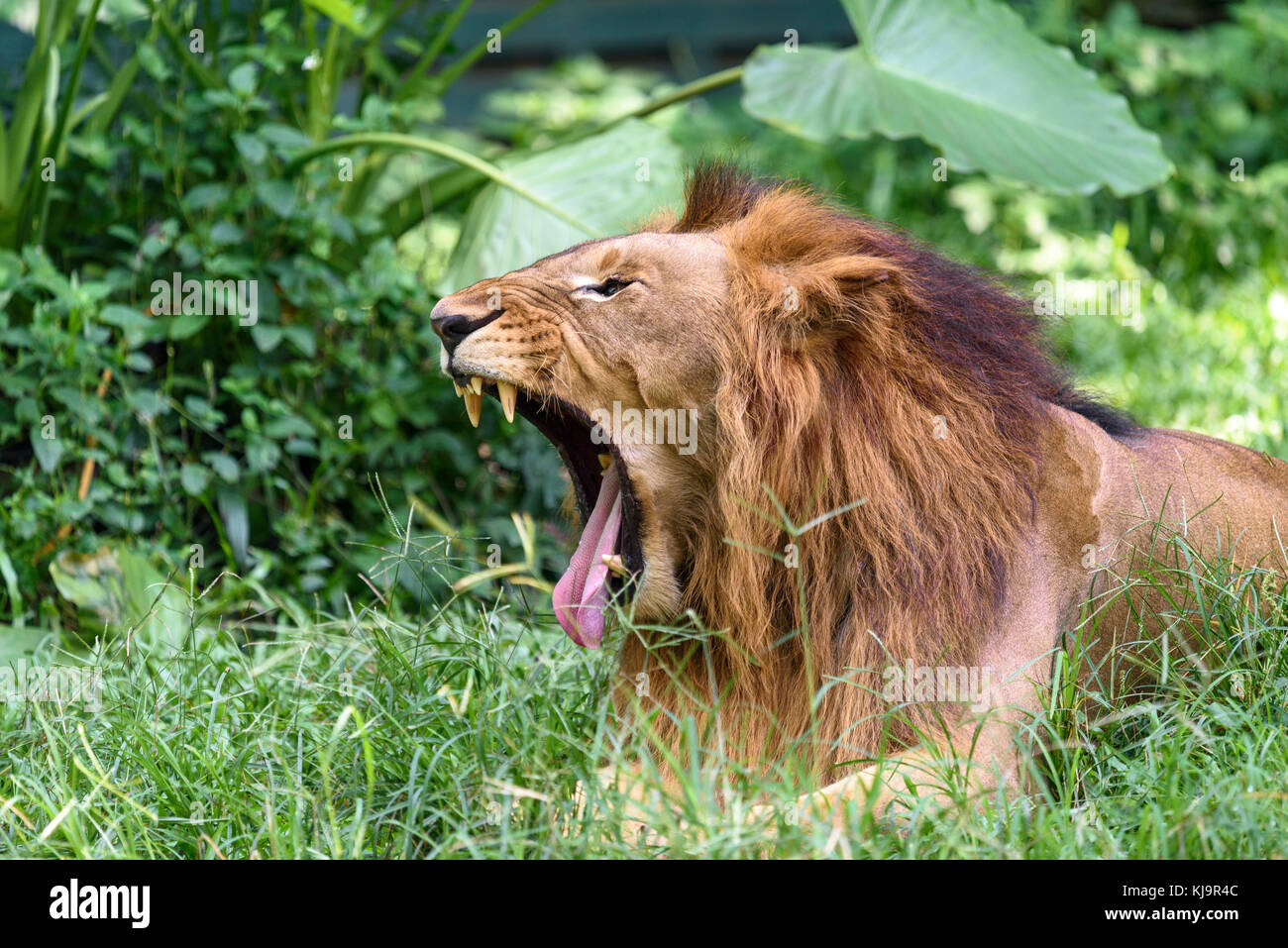 King's Gähnen in Gefangenschaft Stockfoto