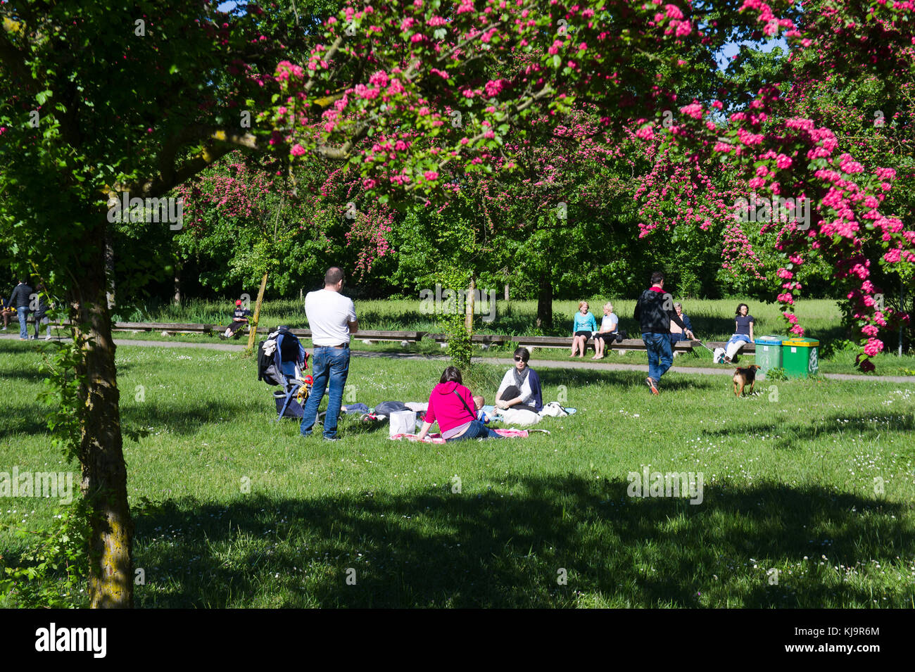 Parco Nord Milano ist ein Metropolitan suburban Park am nördlichen Stadtrand von Mailand. Klassifiziert als Regional, es erstreckt sich zwischen den Städten Mailand, Bresso, Cusano Milanino, Ausfahrt Cormano, Cinisello Balsamo, Sesto San Giovanni. Stockfoto