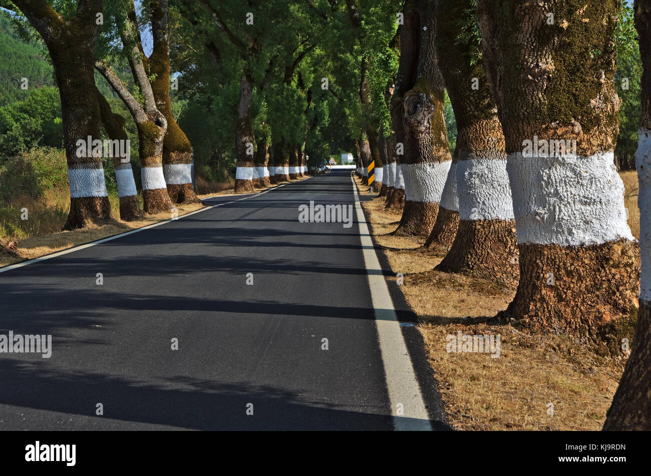 Tunnel der Bäume in Castelo de Vide. Alentejo, Portugal Stockfoto