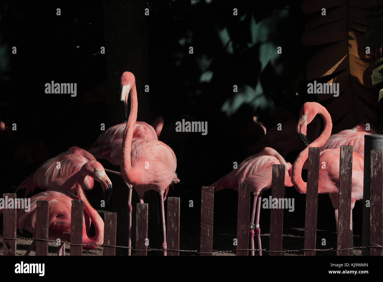 Eine kleine Schar von Flamingos stehen friedlich. Stockfoto