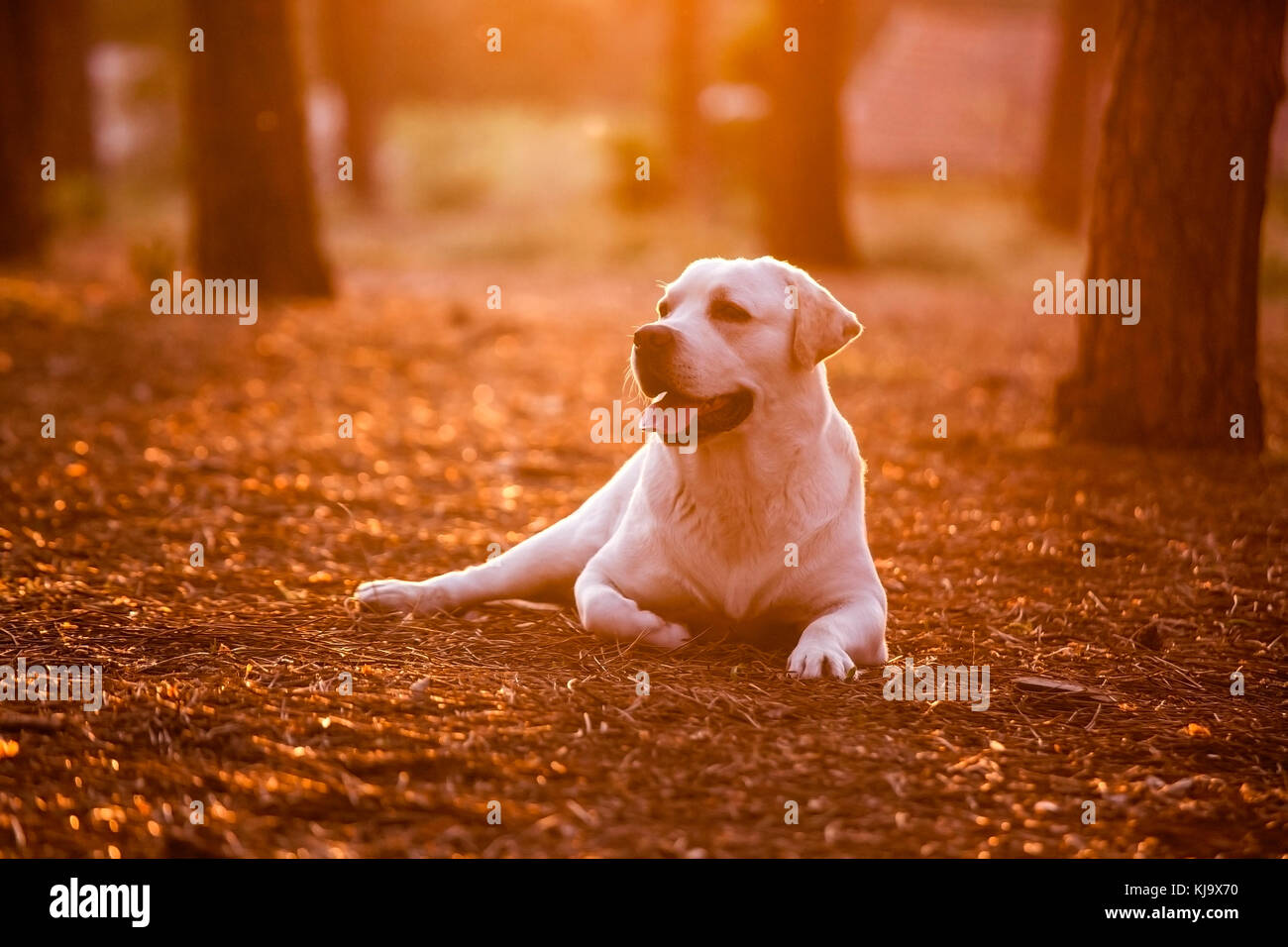 Schöner Hund im Außenbereich liegen auf einem Pinienwald Stockfoto