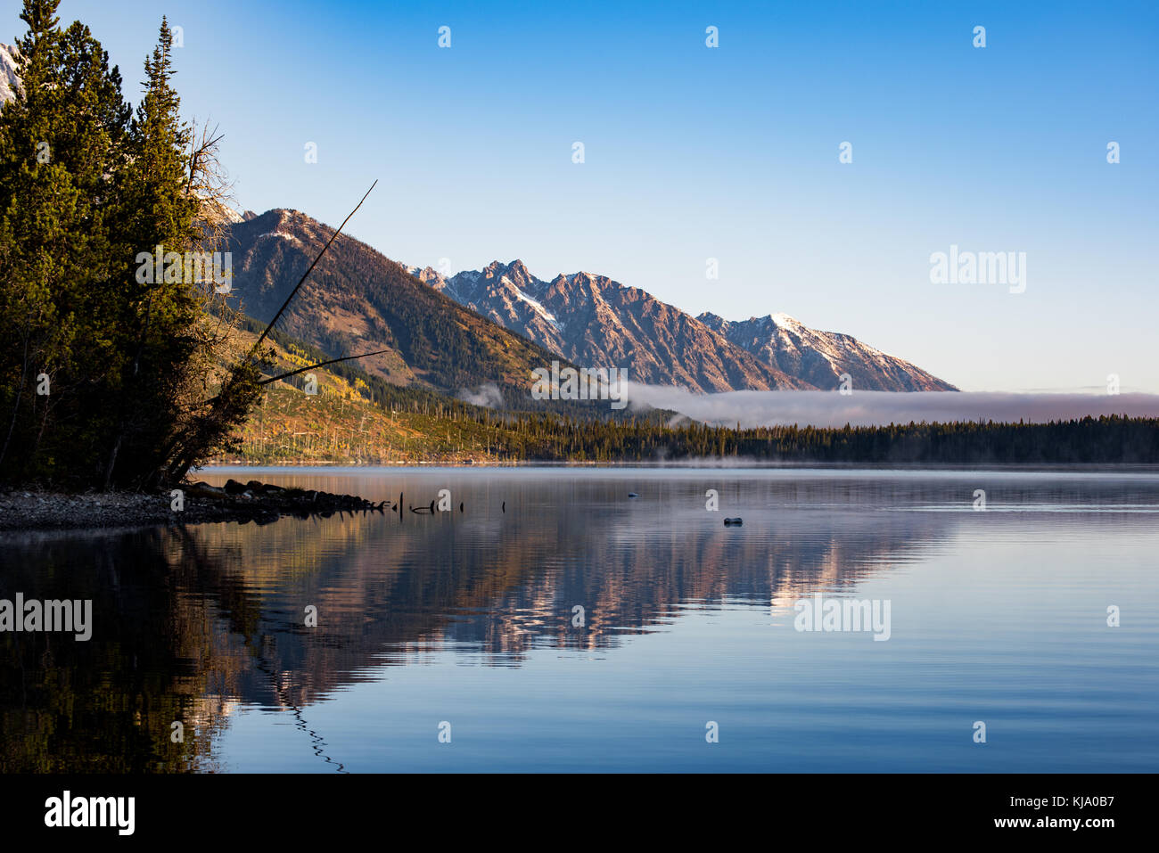 Jenny Lake Nebel, Elche, Wyoming und die Grand Tetons Stockfoto