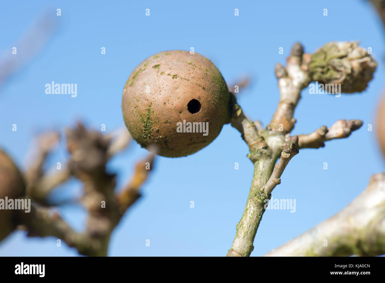 Eiche apple gall Wasp, biorhiza Githago, harte persistentent Galle auf einer Eiche im Winter mit perfekten rouynd nach Ausfahrt Bohrung Stockfoto