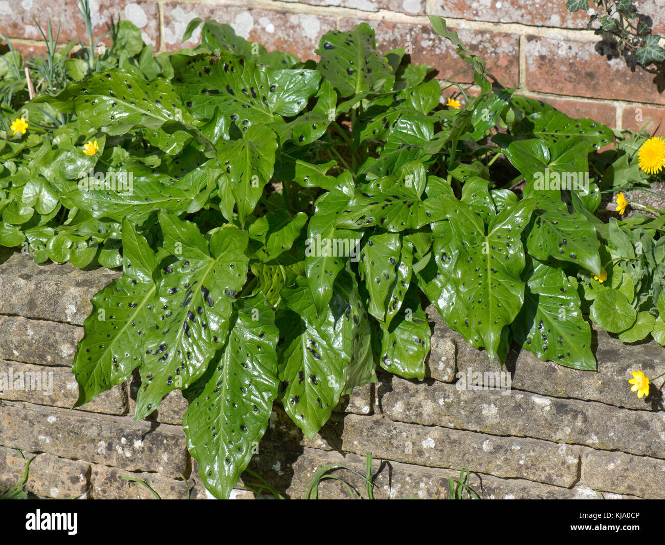 Junge glänzend Grün beschmutzt, pfeilförmigen Blätter der Herren und Damen oder wild Arum, Arum maculatum, im frühen Frühling, Berkshire, März Stockfoto