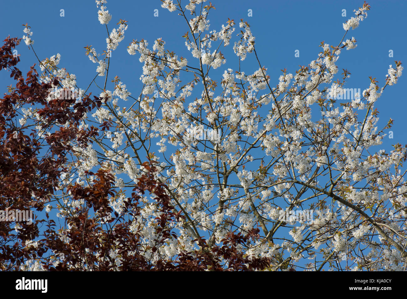 Rote Blätter von Prunus cerasifera vor einem Reichblühende wild oder bird cherry tree im Frühjahr vor blauem Himmel eingestellt Stockfoto