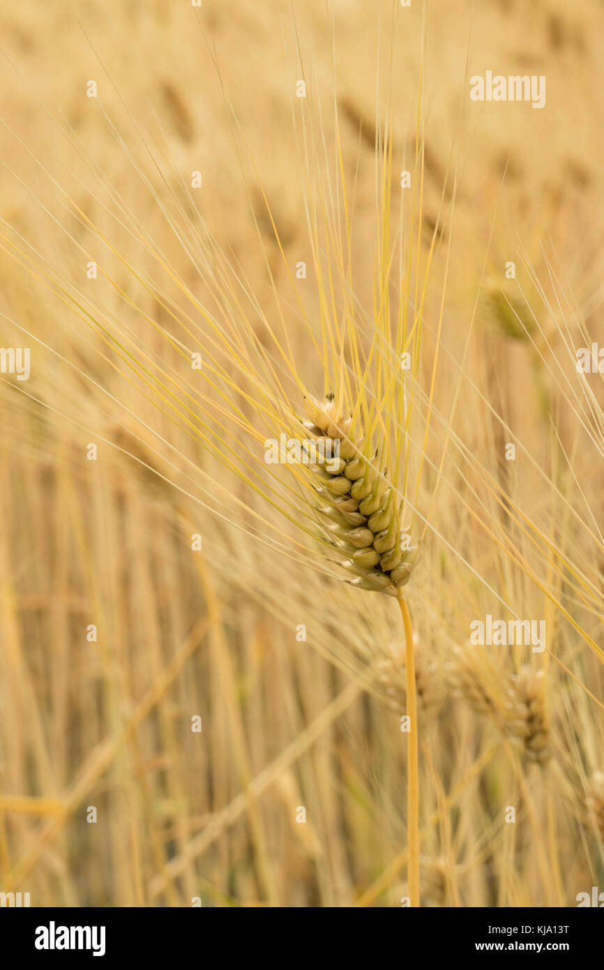 Single Golden Rice ohr Nahaufnahme in hotaka, Japan Stockfoto