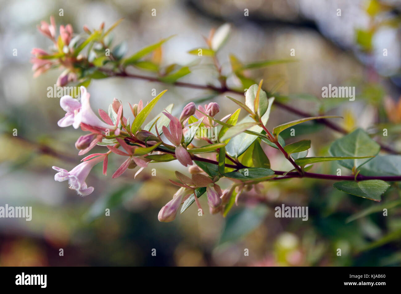 Anmutige Nektar reiche Blüten von Abelias 'Edward Goucher' AGM Stockfoto