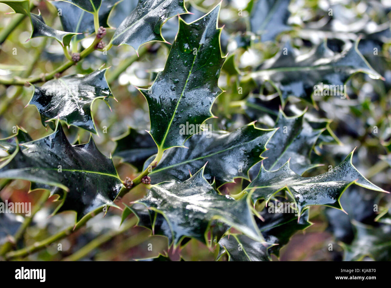 Stechpalme Ilex aquifolium englischer Zweig nach Unwetter Stockfoto