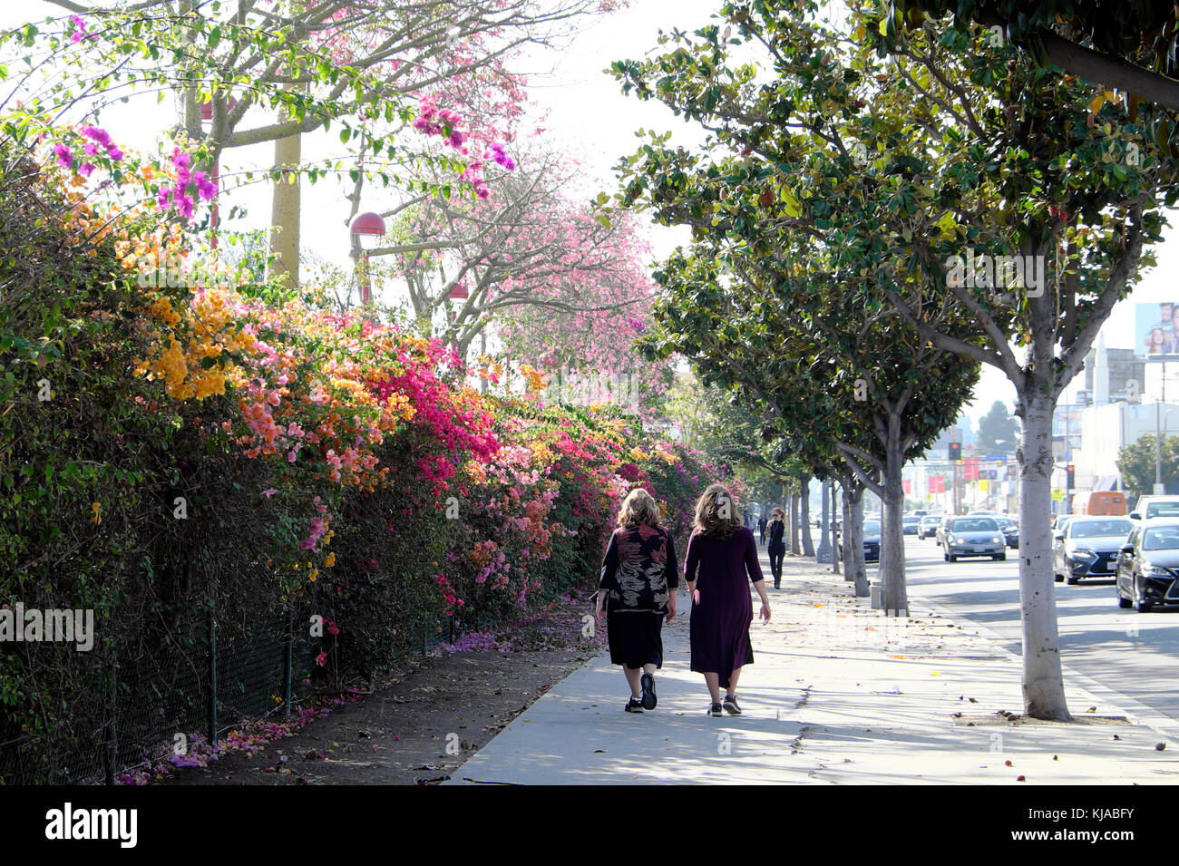 Ansicht der Rückseite zwei Frauen mittleren Alters zu Fuß neben einem Zaun mit Bougainvillea Blüte im Oktober fallen, N Fairfax Ave Los Angeles CA KATHY DEWITT Stockfoto