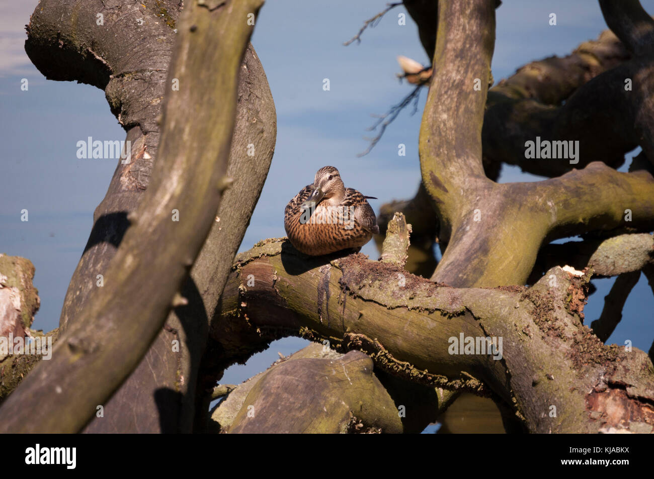 Weibliche Stockente (Anas platyrhynchos) lateinischer Name sitzen auf einen umgestürzten Baum an einem warmen, sonnigen Tag, bei Talkin Tarn Country Park in Brampton in Cumbria. Stockfoto