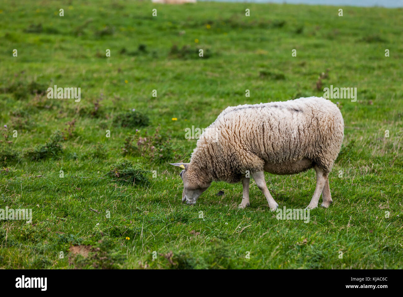 Französische seltene Rasse Schafe, Boulonnais Beweidung auf Le Cap Gris Nez, Frankreich. Stockfoto