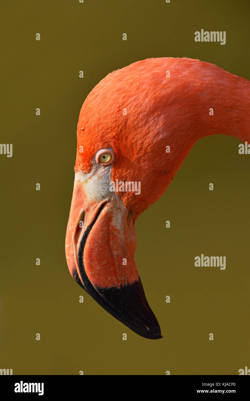 Nahaufnahme Seite Profil Portrait von pink orange Flamingo, Kopf mit Schnabel, über grüne Hintergrund von Wasser, Low Angle View Stockfoto