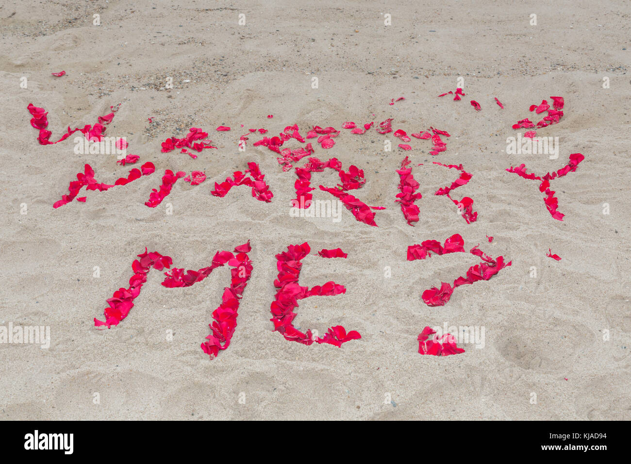 Die Frage mich heiraten im Umweltleitbild Rosenblätter auf ein Meer Strand, montuak, NY Stockfoto