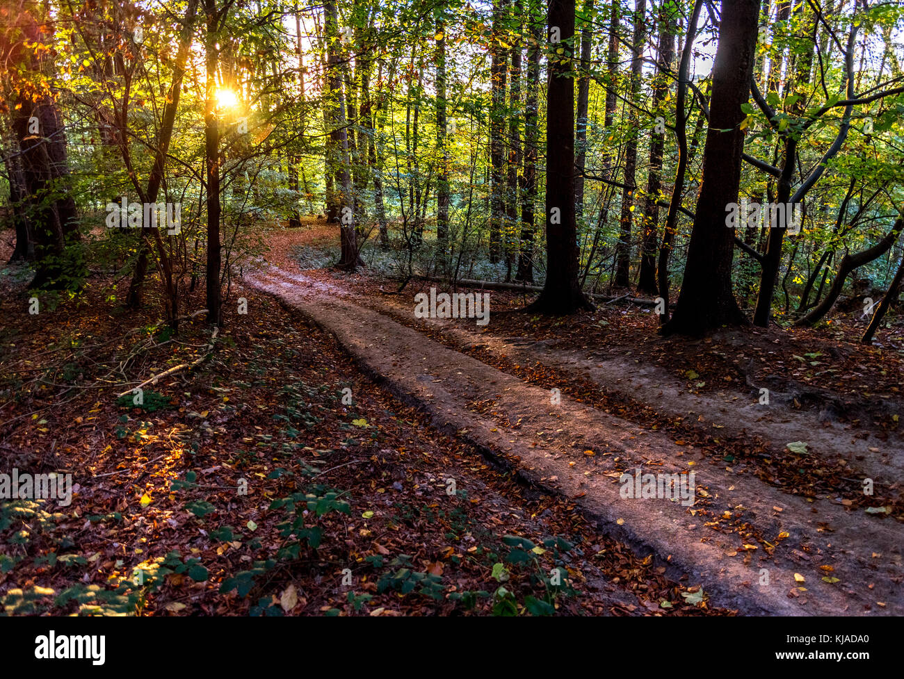 Wald Weg am Nachmittag, Sonne, Herbst, Deutschland Stockfoto