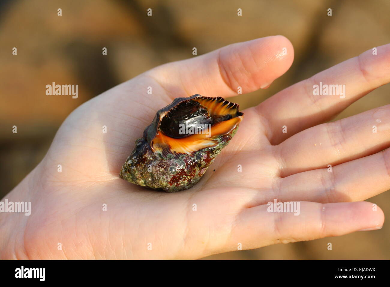 Eine lebende Muschel in der Handfläche gehalten, genau das Richtige, von Meer Wasser genommen. Stockfoto