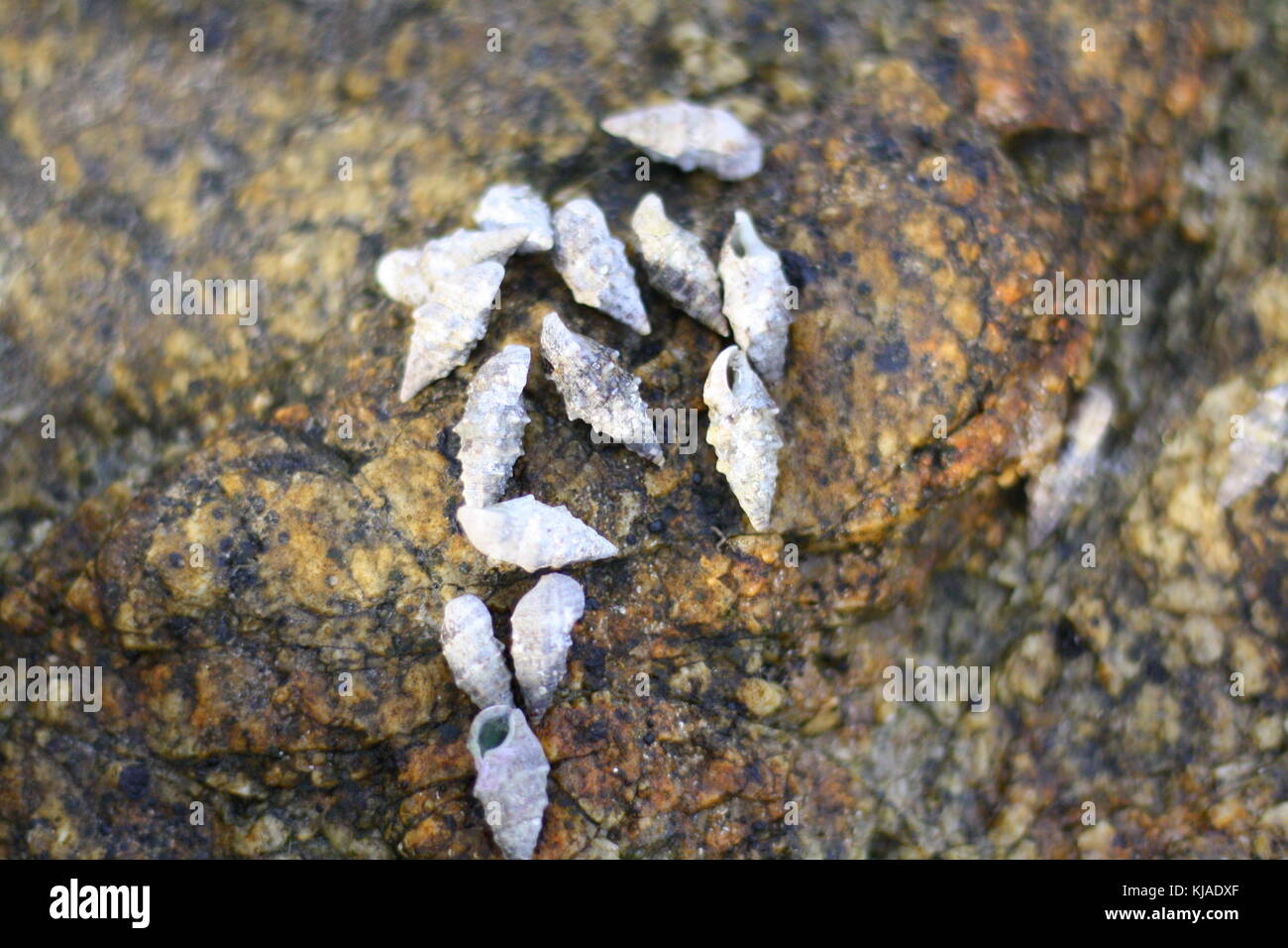 Mehrere weiße cerith Art Muscheln leben auf einem Felsen am Meer. Stockfoto