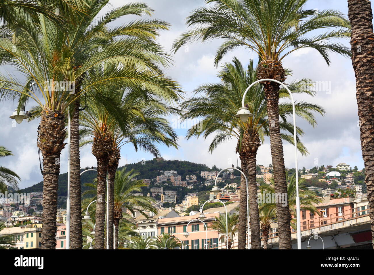Palmen in Genua, der Hafen des Mittelmeers, mit subtropischem Klima. Stockfoto