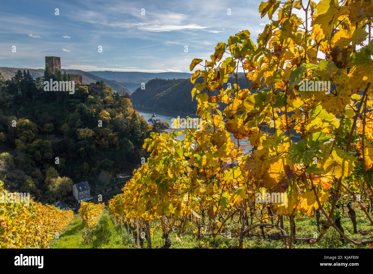 Goldener Herbst im Rheintal Stockfoto
