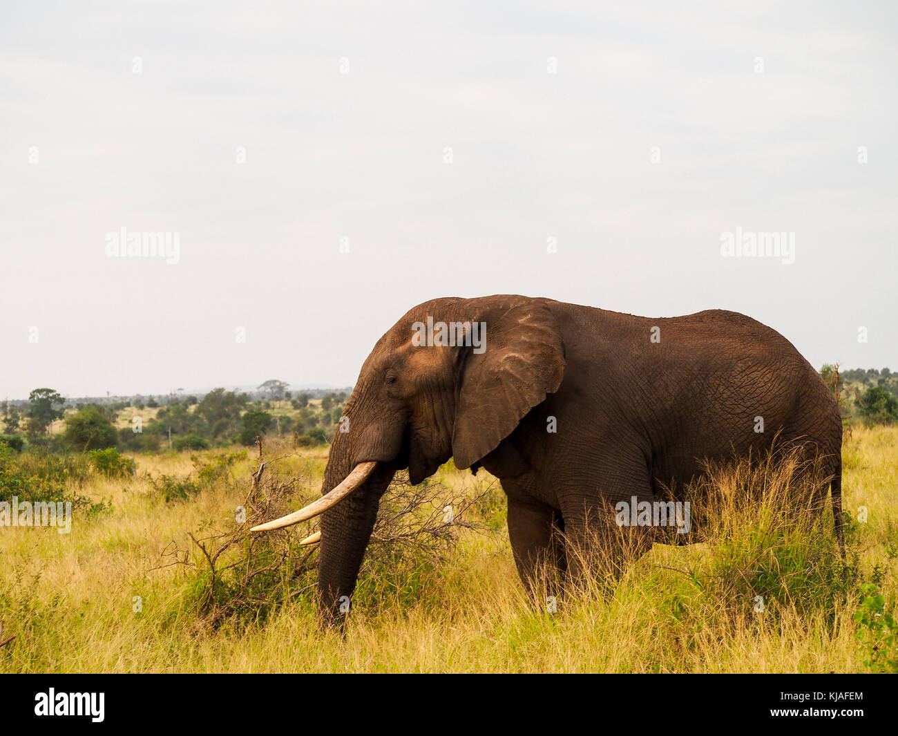 Der Elefant auf der Wiese Stockfoto