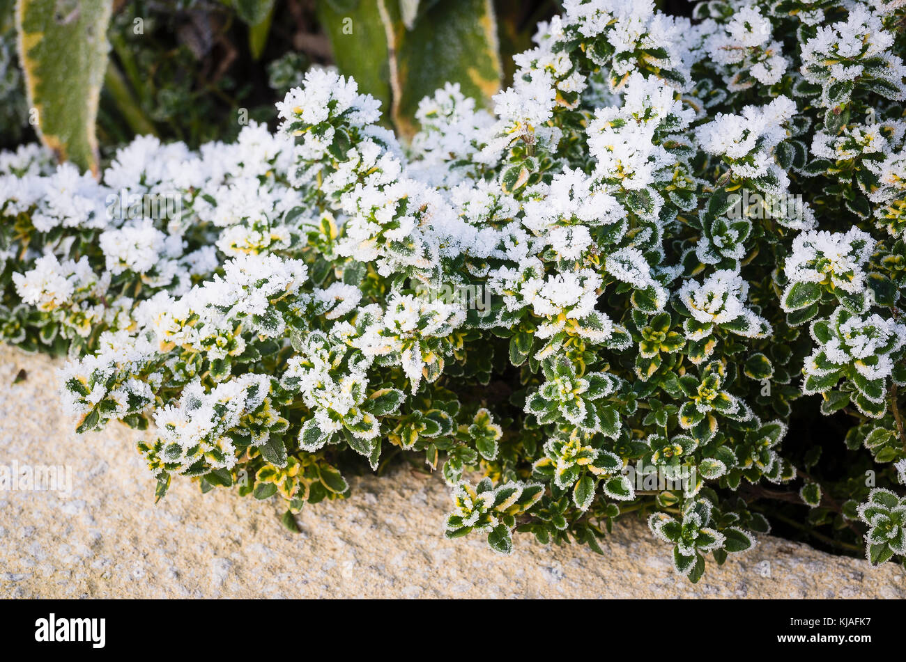 Frosted Kräuter bunte Thymus Foxley und Salbei in einem Englischen Garten im Winter Stockfoto