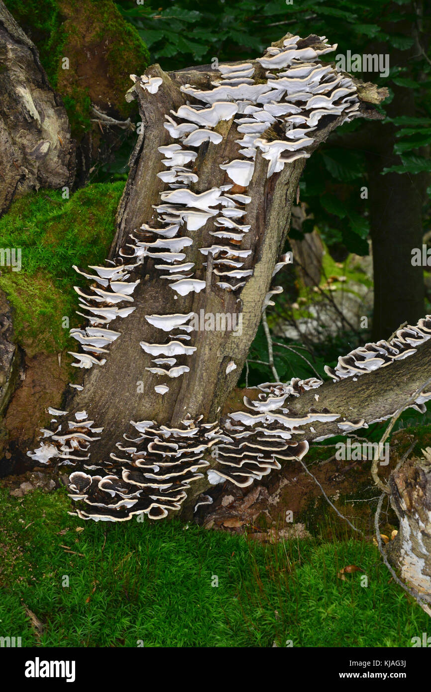Smoky Polypore, rauchig Halterung (Bjerkandera adusta) Masse Entwicklung der Pflanze pathogen Obst Stellen auf ein totes Holz stumpf Stockfoto