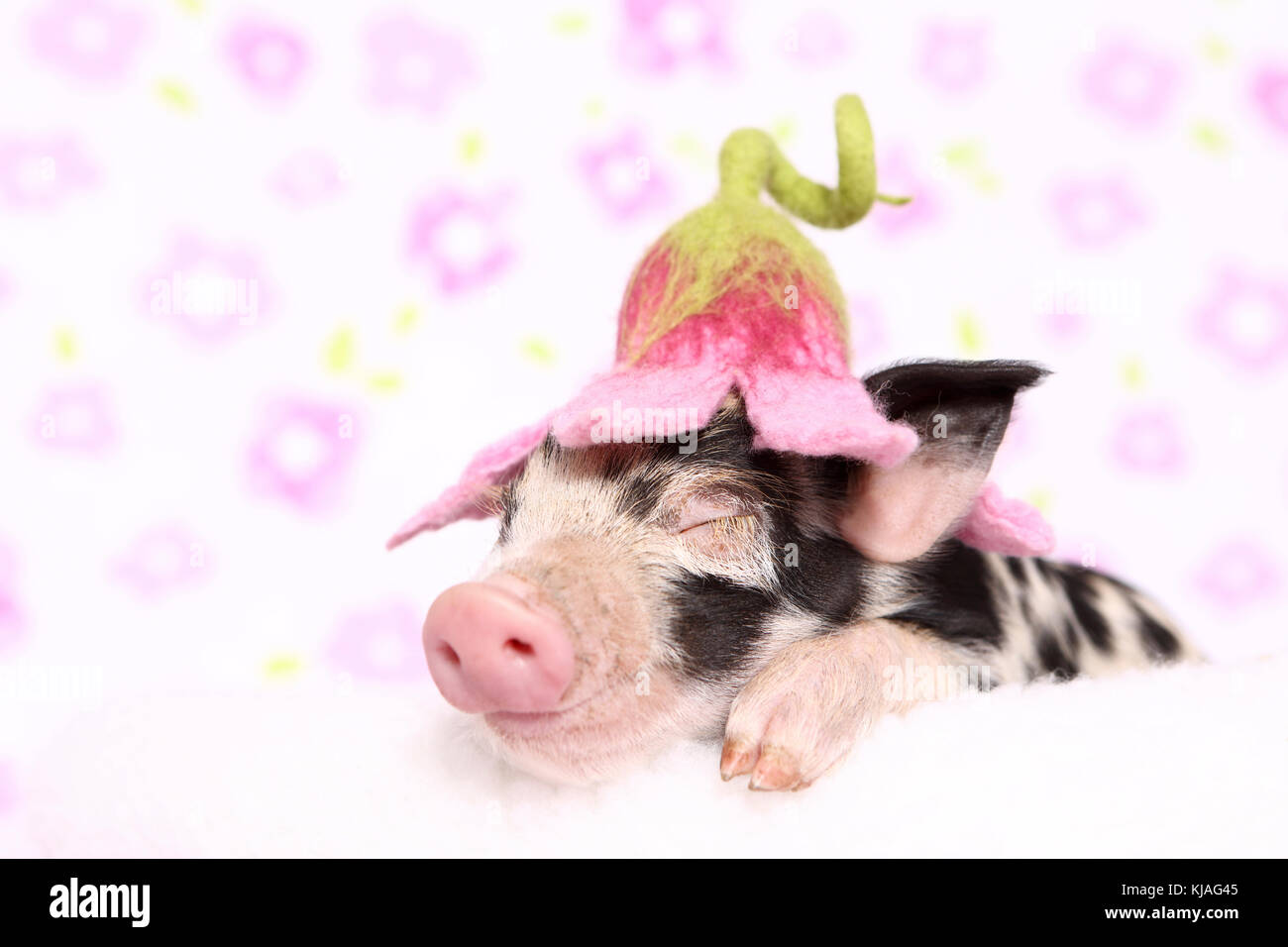 Hausschwein, Turopolje x?. Ferkel schlafen auf einer weißen Decke, trug eine Blume - geformt hat. Studio Bild gegen einen weißen Hintergrund mit Blume drucken gesehen. Deutschland Stockfoto