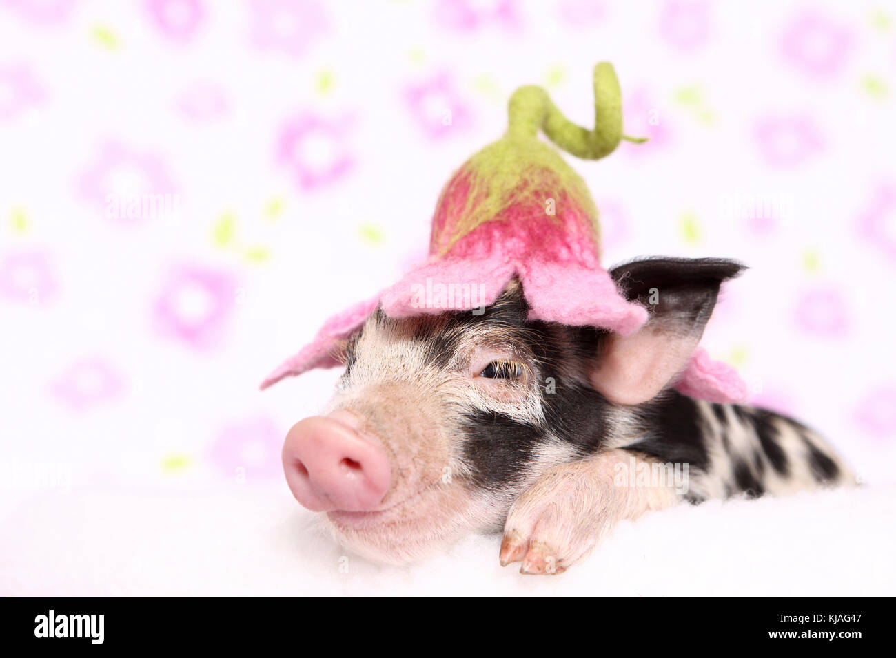 Hausschwein, Turopolje x?. Ferkel schlafen auf einer weißen Decke, trug eine Blume - geformt hat. Studio Bild gegen einen weißen Hintergrund mit Blume drucken gesehen. Deutschland Stockfoto