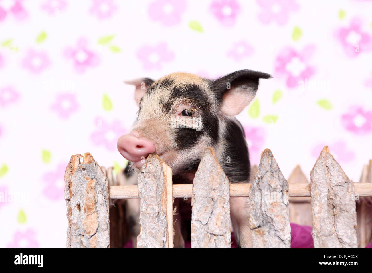 Hausschwein, Turopolje x?. Ferkel in einem kleinen Gehäuse. Studio Bild gegen einen weißen Hintergrund mit Blume drucken gesehen. Deutschland Stockfoto