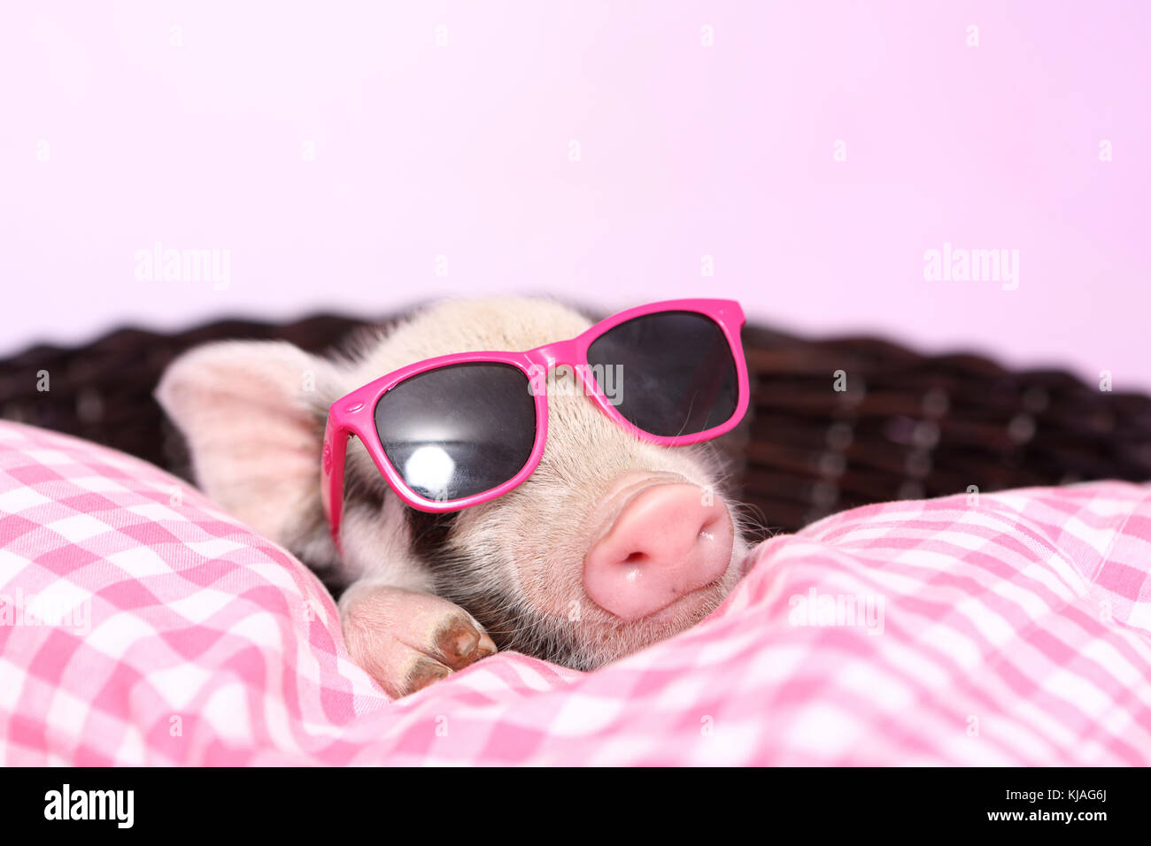 Hausschwein, Turopolje x?. Ferkel schlafen auf rosa-karierten Kissen in einem Korb, Sonnenbrille tragen. Studio Bild gegen einen rosa Hintergrund gesehen. Deutschland Stockfoto