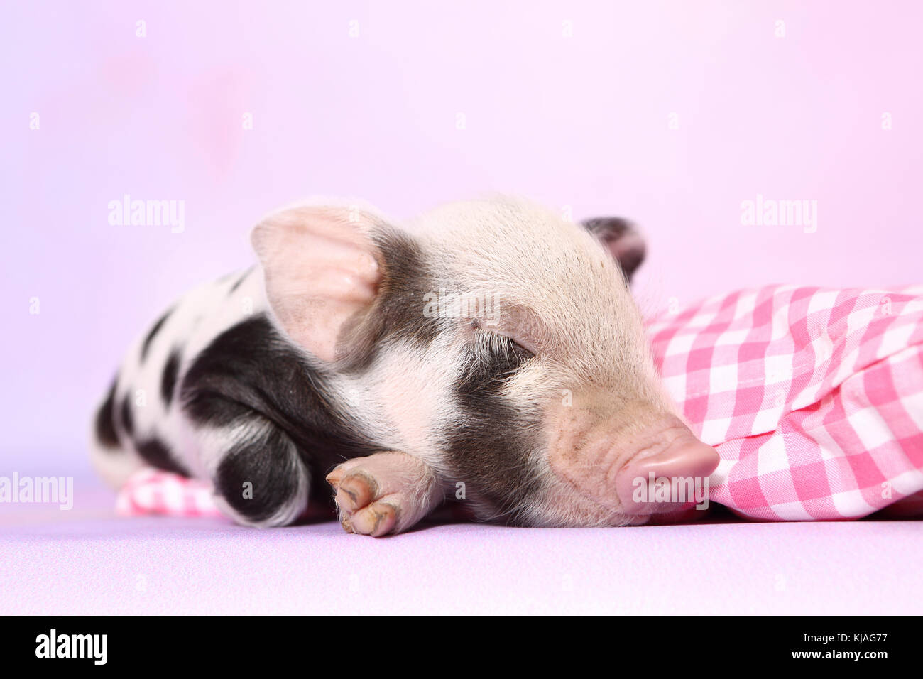 Hausschwein, Turopolje x?. Ferkel schlafen auf rosa-karierten Kissen. Studio Bild gegen einen rosa Hintergrund gesehen. Deutschland Stockfoto