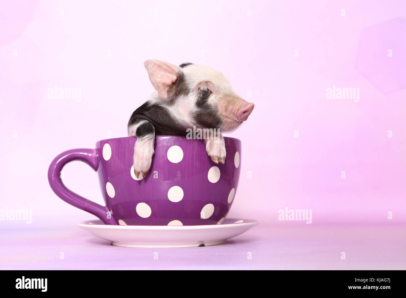 Hausschwein, Turopolje x?. Ferkel in einem großen lila Tasse mit Polka Dots. Studio Bild gegen einen rosa Hintergrund gesehen. Deutschland Stockfoto