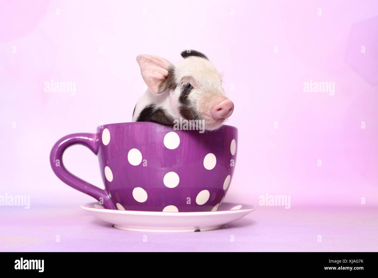 Hausschwein, Turopolje x?. Ferkel in einem großen lila Tasse mit Polka Dots. Studio Bild gegen einen rosa Hintergrund gesehen. Deutschland Stockfoto