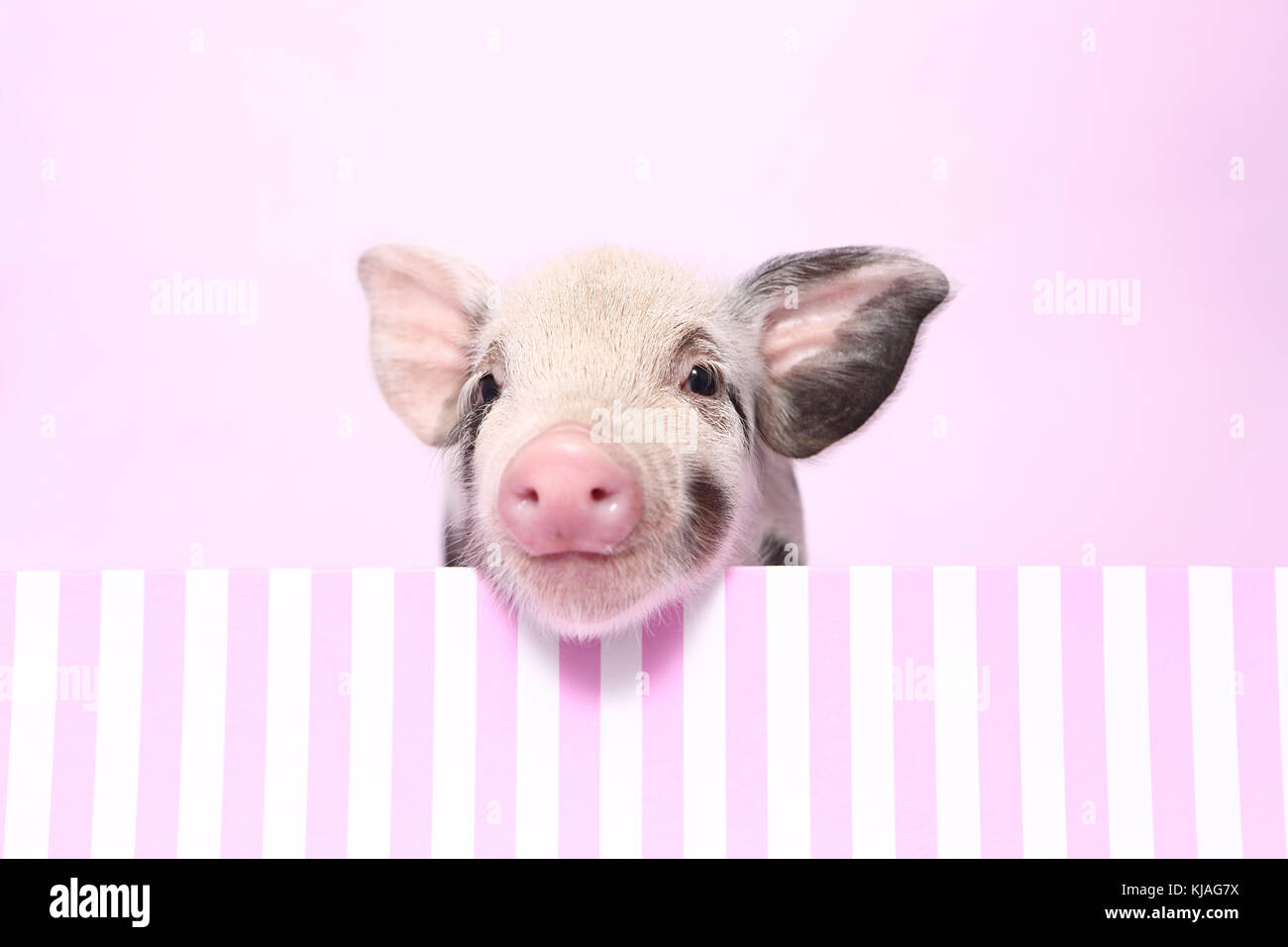 Hausschwein, Turopolje x?. Ferkel in einem rosa-weiß gestreift. Studio Bild gegen einen rosa Hintergrund gesehen. Deutschland Stockfoto