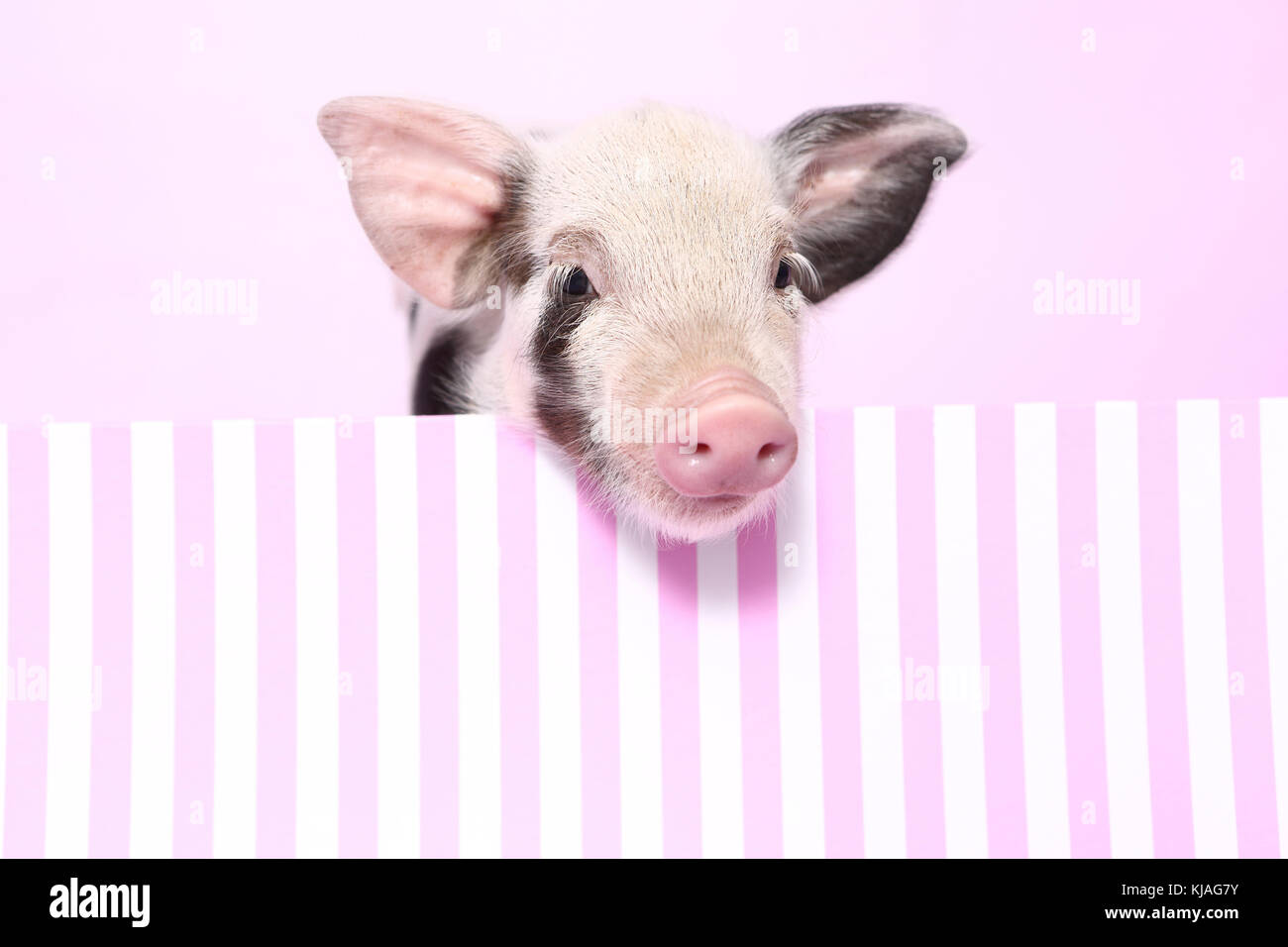 Hausschwein, Turopolje x?. Ferkel in einem rosa-weiß gestreift. Studio Bild gegen einen rosa Hintergrund gesehen. Deutschland Stockfoto