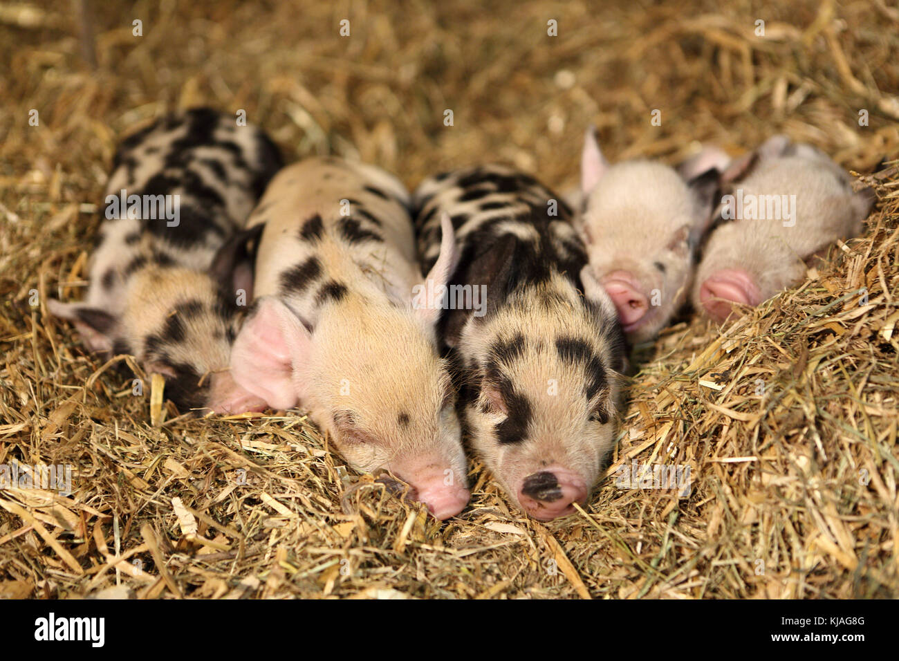 Hausschwein, Turopolje x?. Ferkel Schlafen im Stroh. Deutschland Stockfoto