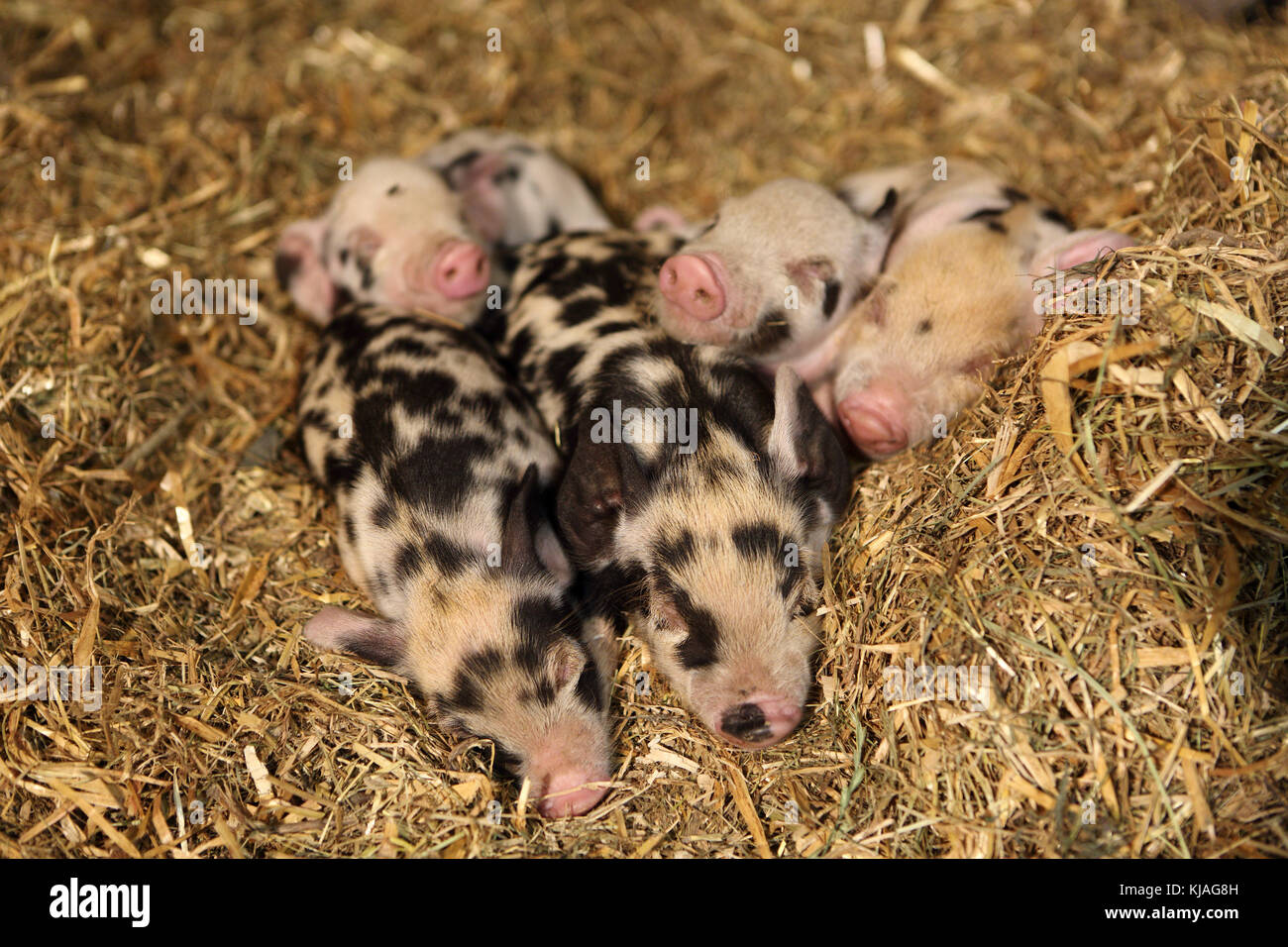 Hausschwein, Turopolje x?. Ferkel Schlafen im Stroh. Deutschland Stockfoto