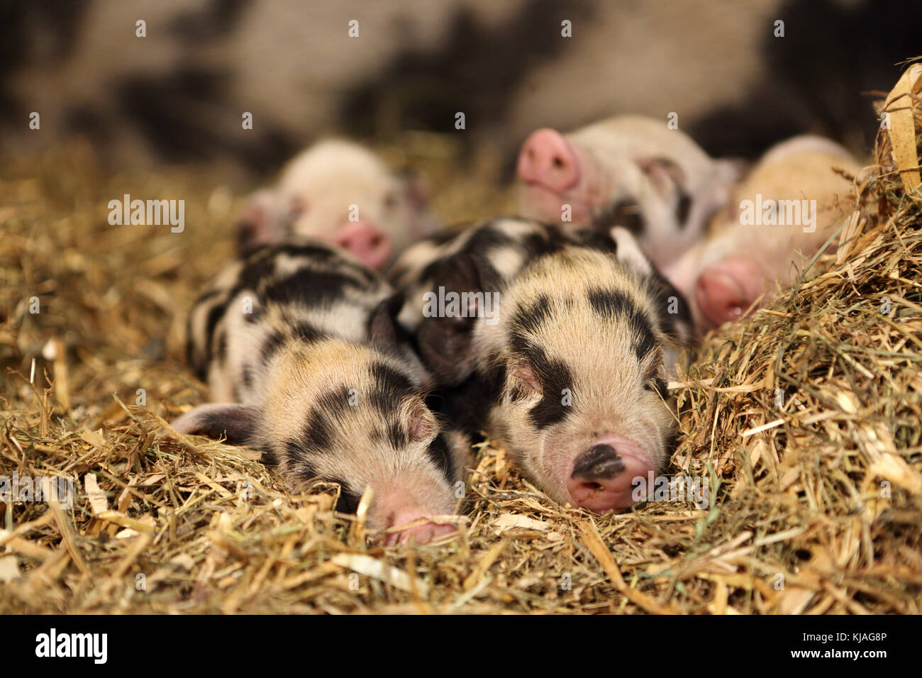Hausschwein, Turopolje x?. Ferkel Schlafen im Stroh. Deutschland Stockfoto