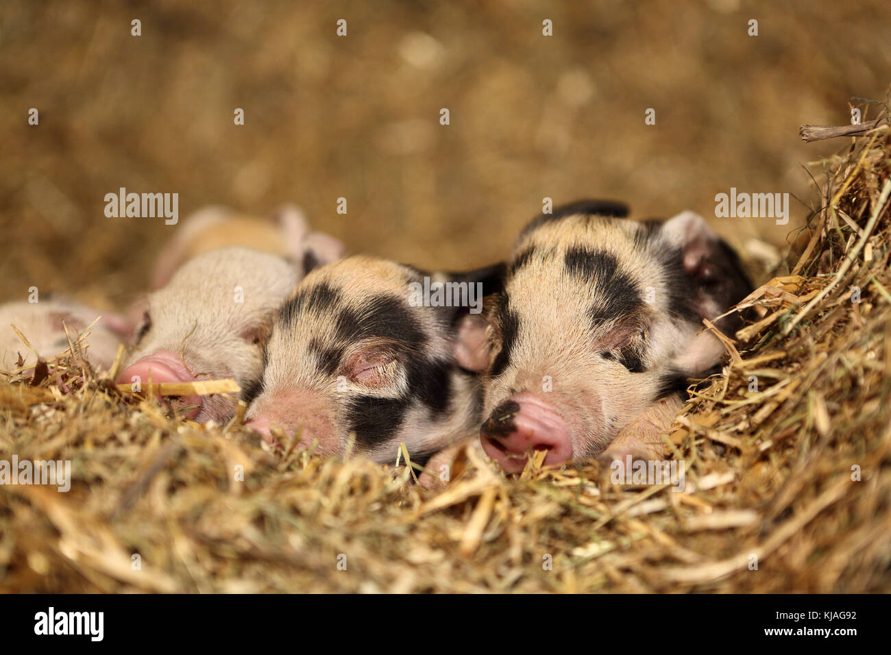 Hausschwein, Turopolje x?. Ferkel Schlafen im Stroh. Deutschland Stockfoto