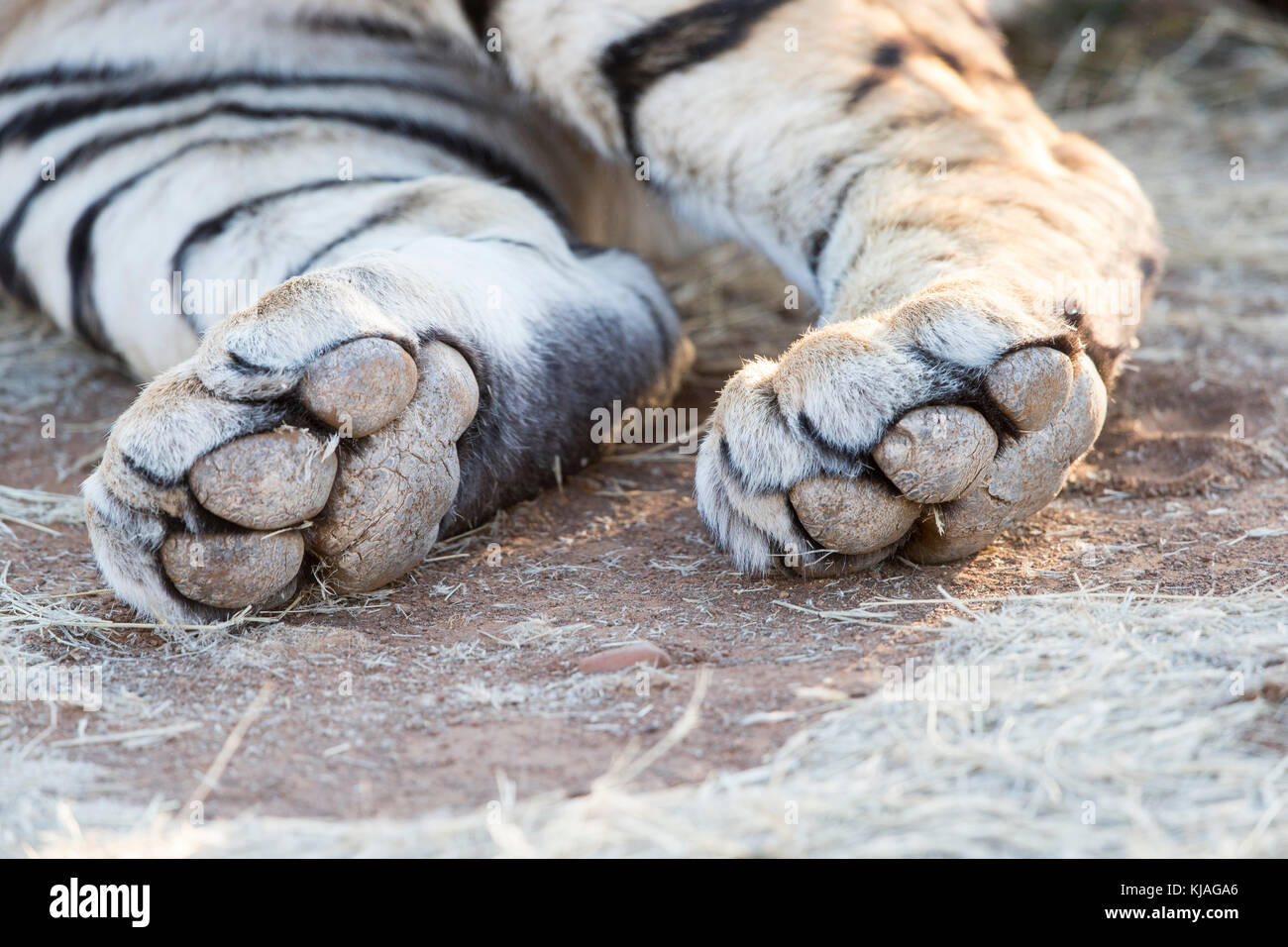 Weißen Asiatischen (Bengalen) Tiger (Panthera tigris tigris), Hinterläufe, Pfoten, Fußsohle sichtbar Stockfoto