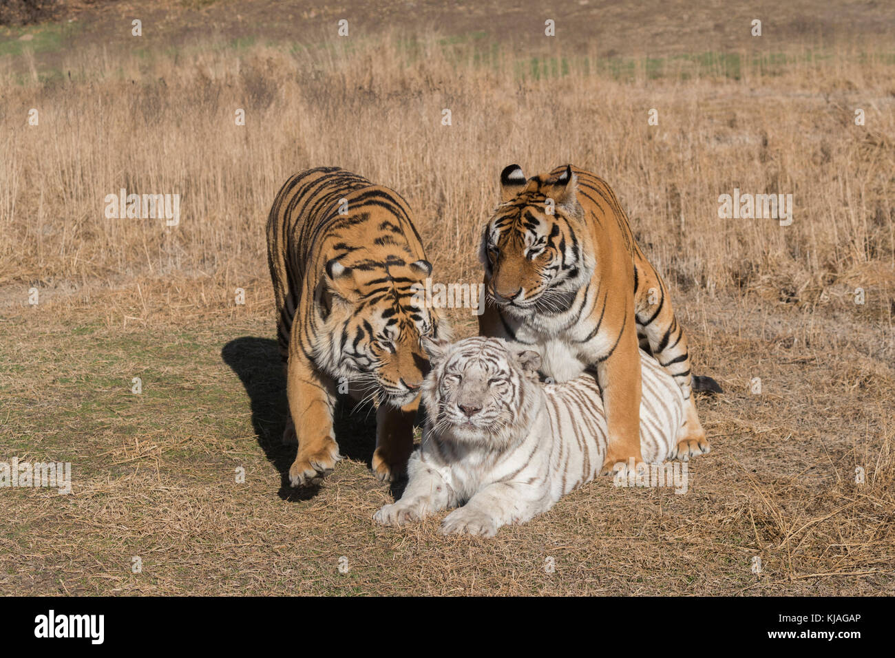 Asiatische (Bengalen) Tiger (Panthera tigris tigris), zwei normale (Männchen) und einem weißen (weiblich) in der Brunft, einer der Männer ist die Weiße Tigerin Sohn und sie weigert sich zu paaren mit ihm, wie er verzweifelt versucht, ihre Gunst zu gewinnen, Kupplung Stockfoto