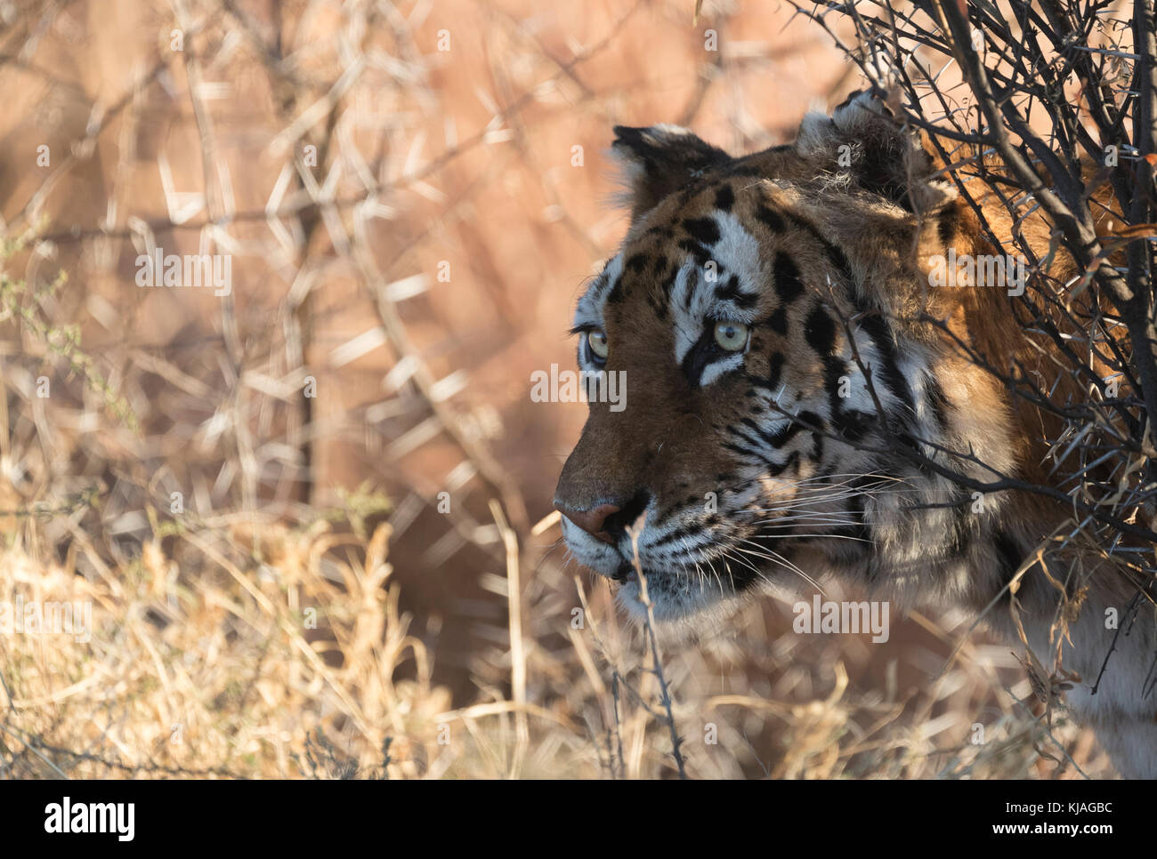 Asiatische (Bengalen) Tiger (Panthera tigris tigris), Weibliche ihr verstecken verlassen Stockfoto