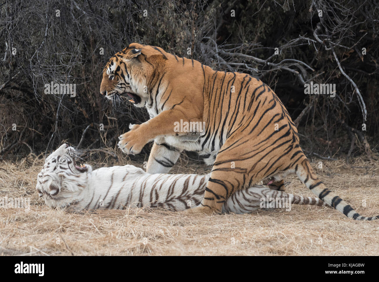 Asiatische (Bengalen) Tiger (Panthera tigris tigris), Weiß tigresse weigert sich zu paaren mit ihren eigenen Sohn, wie er verzweifelt versucht, ihre Gunst zu gewinnen. Stockfoto