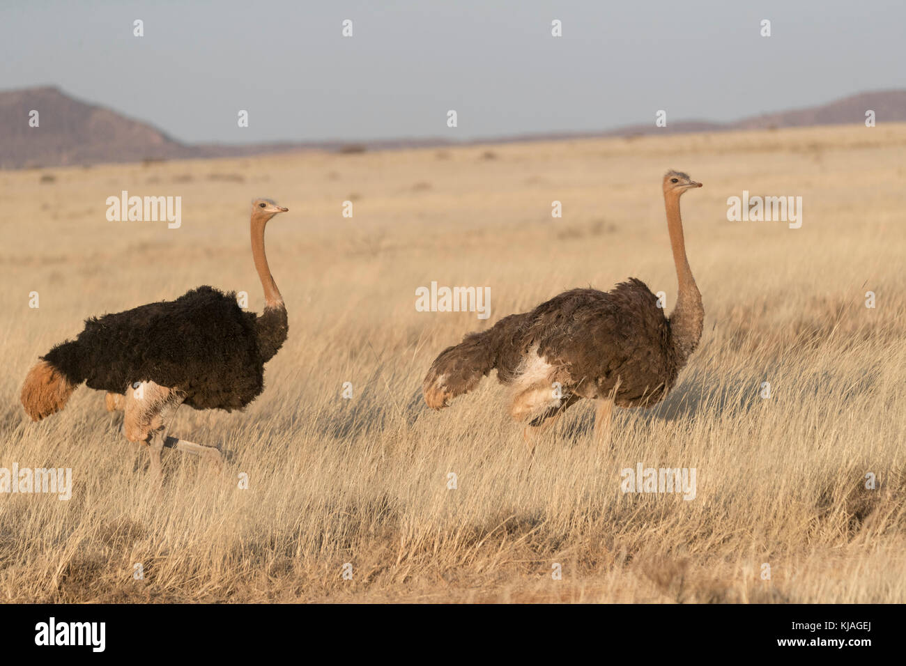 Strauß (Struthio camelus), Paar in der oberen Karoo Stockfoto