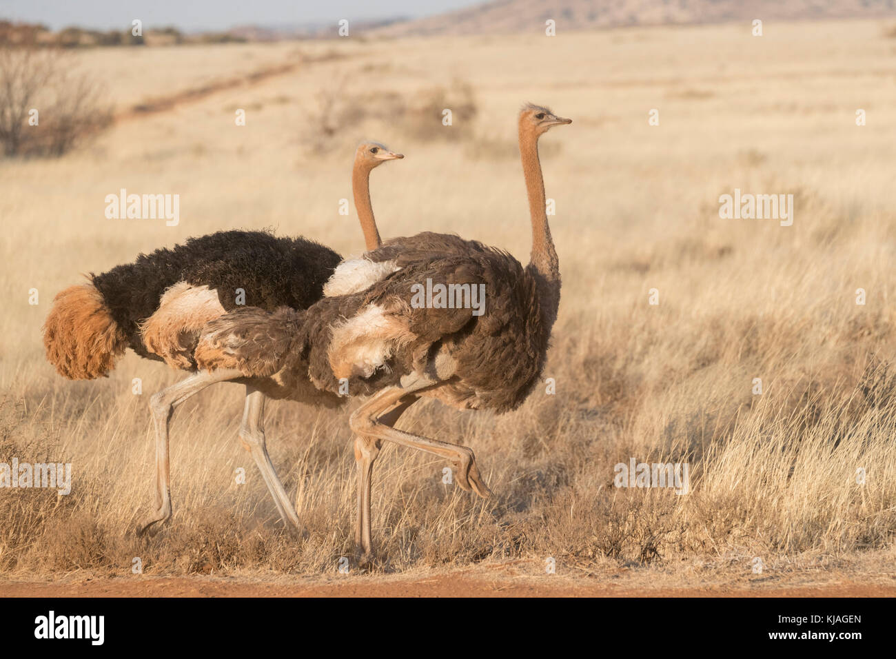 Strauß (Struthio camelus), Paar in der oberen Karoo Stockfoto