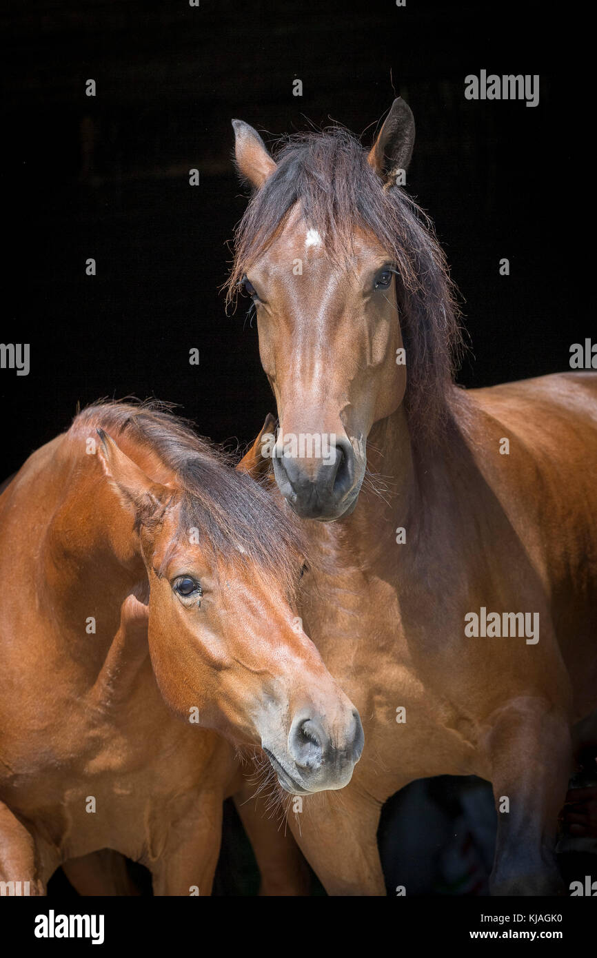 Freiberger Pferd, Delémont. Porträt von zwei bay Erwachsene, vor einem schwarzen Hintergrund gesehen. Schweiz Stockfoto