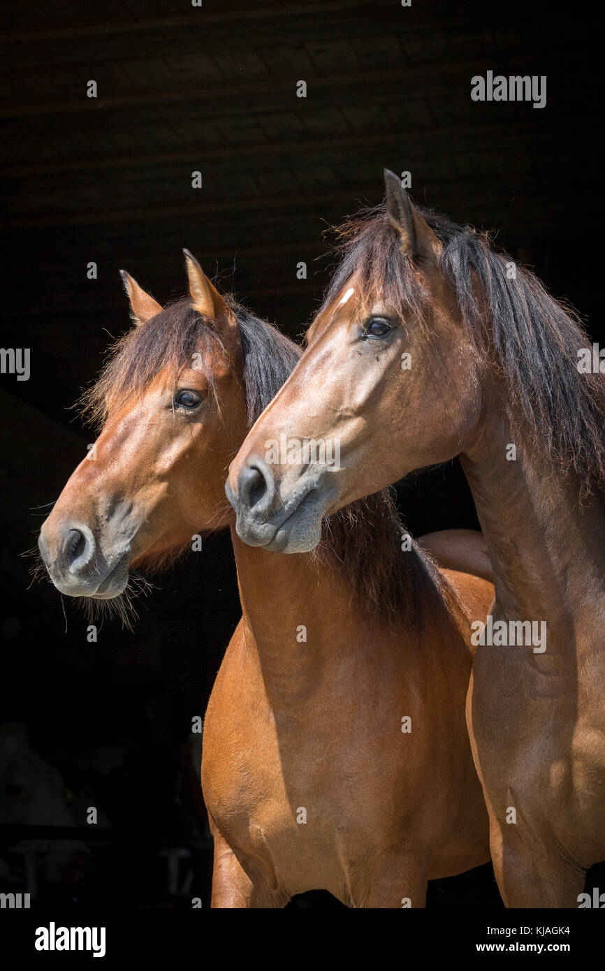 Freiberger Pferd, Delémont. Porträt von zwei bay Erwachsene, vor einem schwarzen Hintergrund gesehen. Schweiz Stockfoto