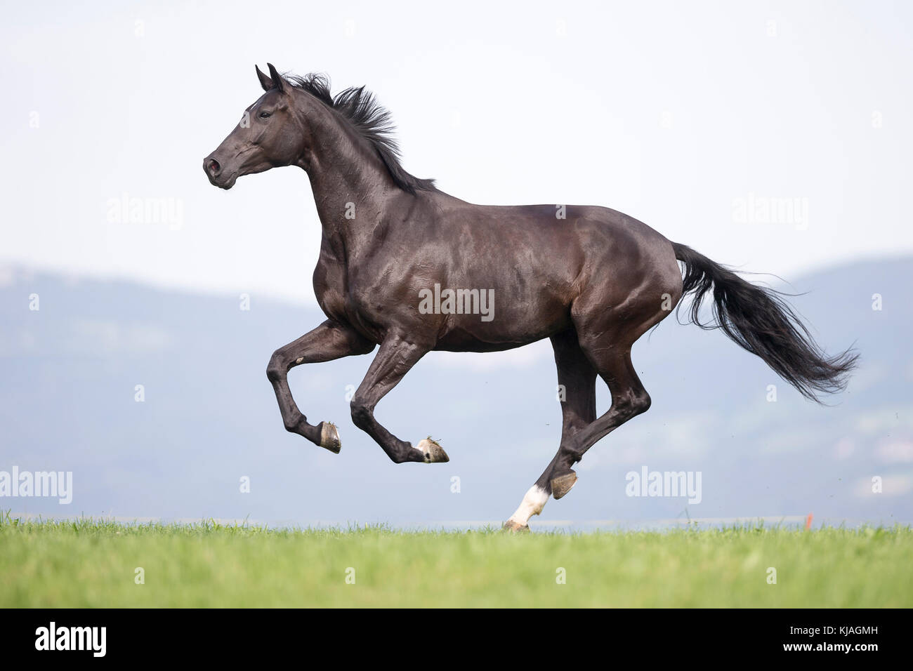 Oldenburg Pferd. Schwarze mare gallopieren auf einer Weide. Sequenz. Schweiz Stockfoto